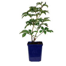 Load image into Gallery viewer, Peony, 15cm, Inspecteur Lavergne
