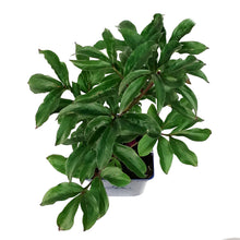 Load image into Gallery viewer, Peony, 15cm, Inspecteur Lavergne
