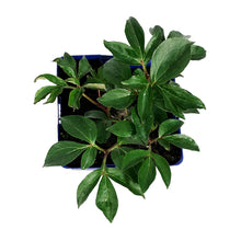 Load image into Gallery viewer, Peony, 15cm, Sarah Bernhardt
