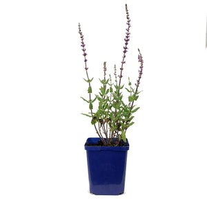 Salvia, 15cm, Caradonna