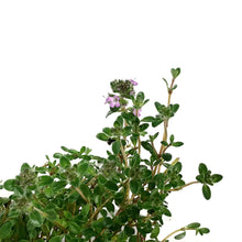 Load image into Gallery viewer, Thymus, 9cm, Nutmeg Creeping Thyme
