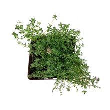 Load image into Gallery viewer, Thymus, 9cm, Nutmeg Creeping Thyme
