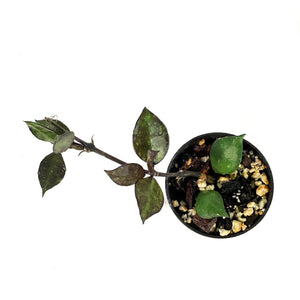Hoya, 2in, Krohniana (Black Leaves)