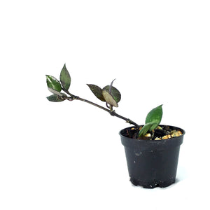Hoya, 2in, Krohniana (Black Leaves)