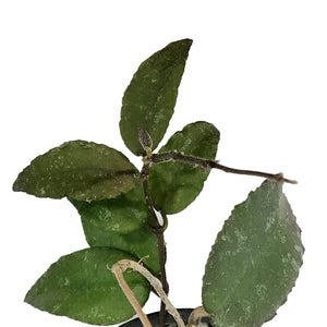 Hoya, 3.5in, Caudata Sumatra