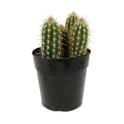 Cactus, 5in, P. gounellei 'Xique-Xique'