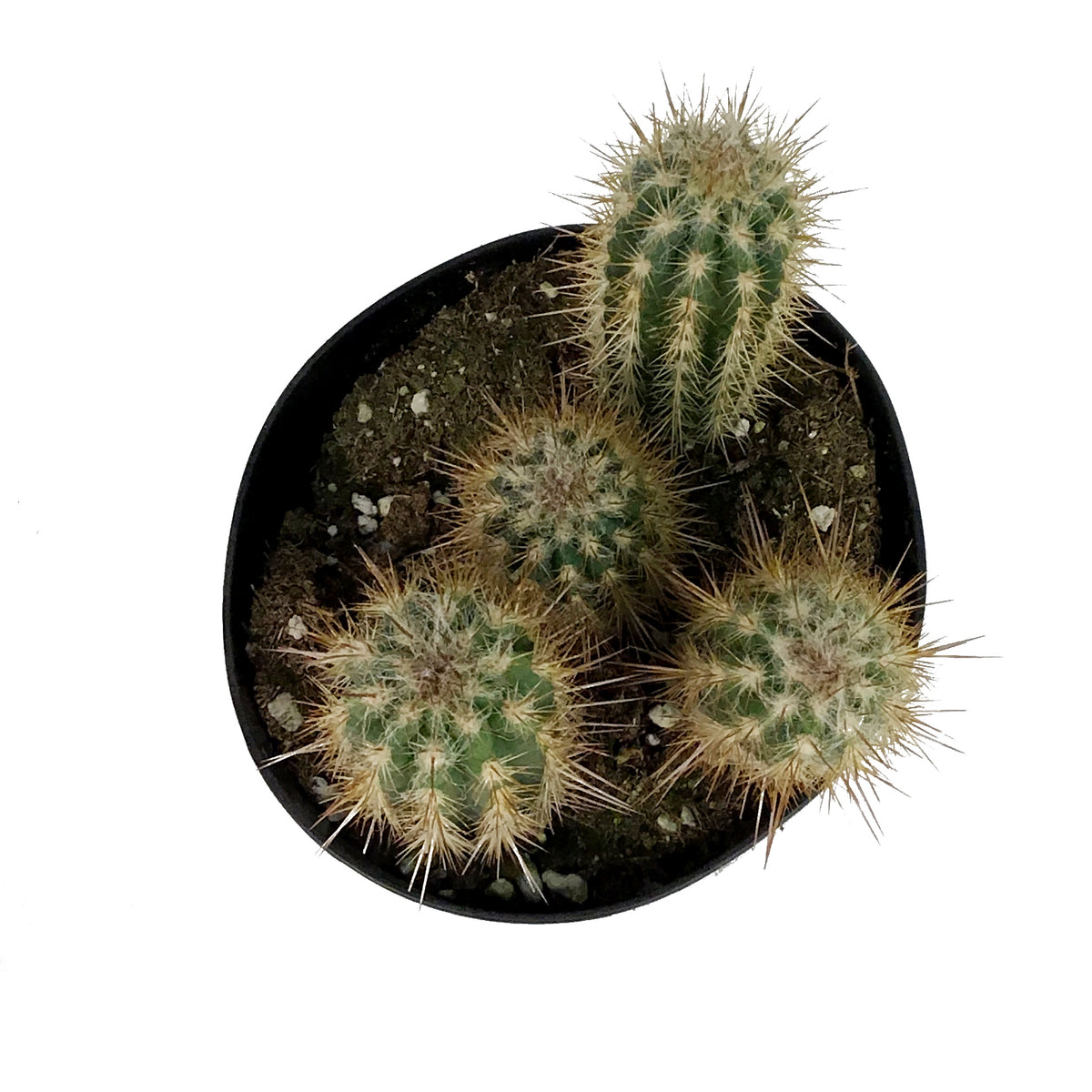 Cactus, 5in, P. gounellei 'Xique-Xique'