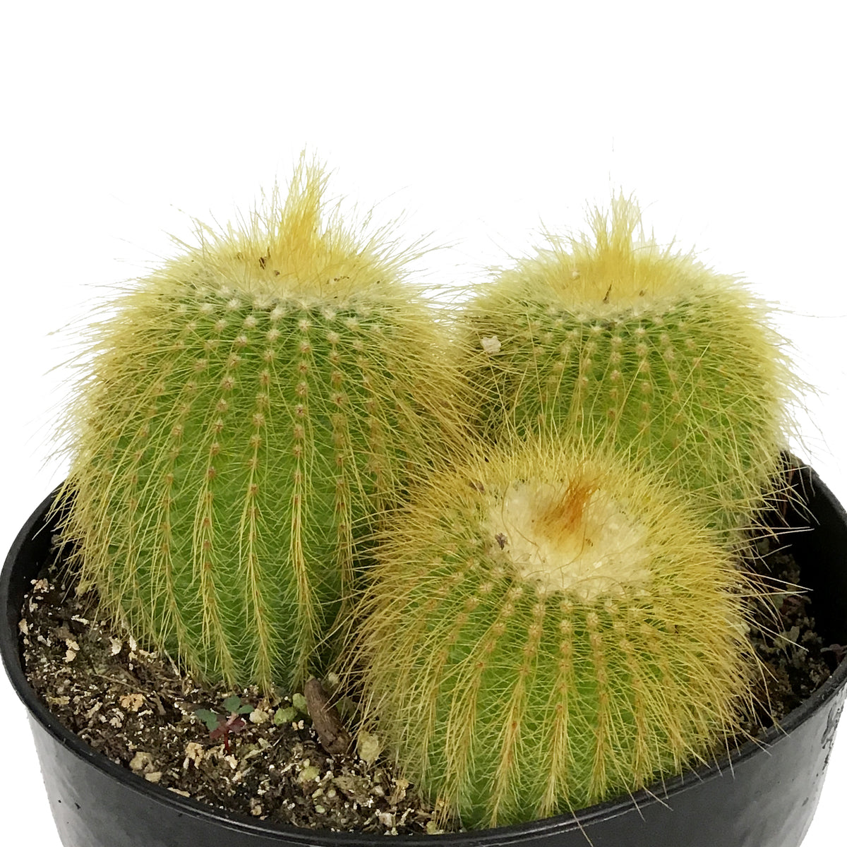 Cactus, 5in, Golden Ball