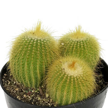 Load image into Gallery viewer, Cactus, 5in, Golden Ball
