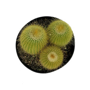 Cactus, 5in, Golden Ball