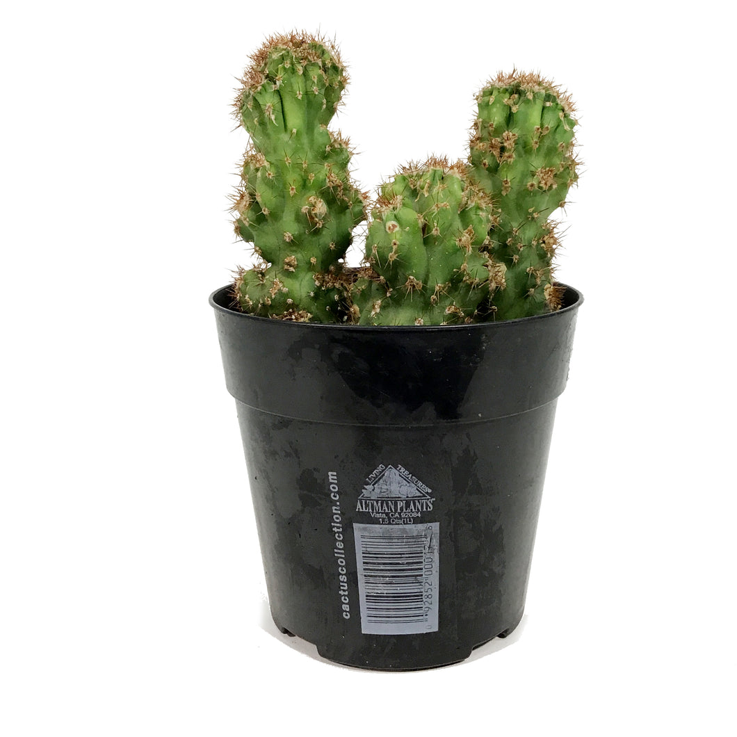 Cactus, 5in, Cereus Peruvianus Monstrose