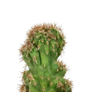 Cactus, 5in, Cereus Peruvianus Monstrose