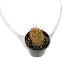 Load image into Gallery viewer, Cactus, 2.5in, Mammillaria Elongata &#39;Copper King&#39;
