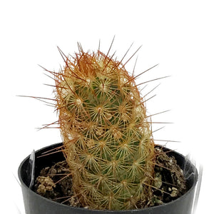 Cactus, 2.5in, Mammillaria Elongata 'Copper King'
