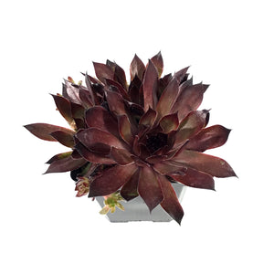 Chick Charms®, 3.5in, Butterscotch ™ Hens & Chicks
