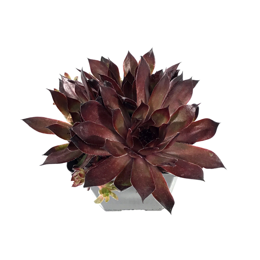 Chick Charms®, 3.5in, Butterscotch ™ Hens & Chicks