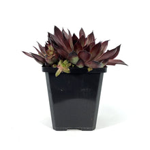 Load image into Gallery viewer, Chick Charms®, 3.5in, Butterscotch ™ Hens &amp; Chicks
