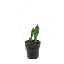 Load image into Gallery viewer, Cactus, 2.5in, Opuntia Quimilo

