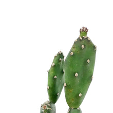 Load image into Gallery viewer, Cactus, 2.5in, Opuntia Quimilo
