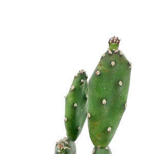 Cactus, 2.5in, Opuntia Quimilo