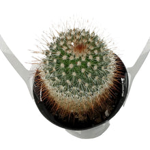 Load image into Gallery viewer, Cactus, 9cm, Mammillaria spinosissima rubrispina
