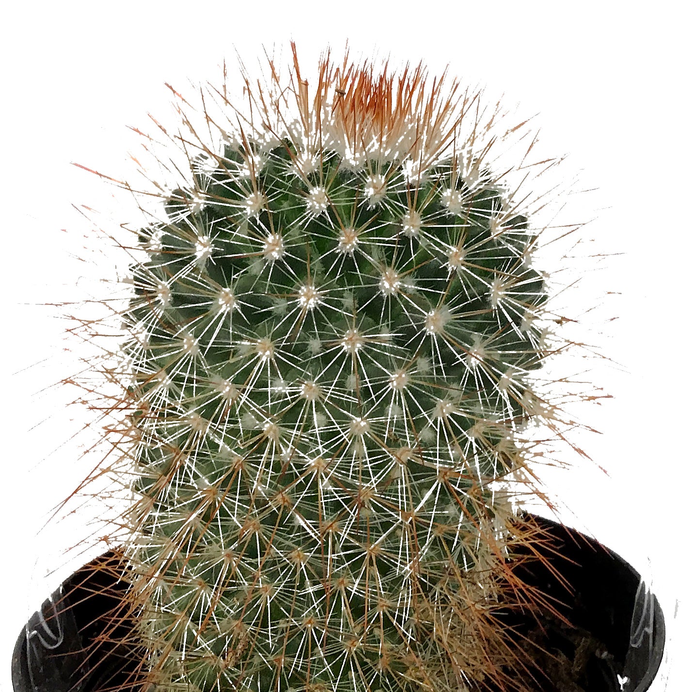 Cactus, 9cm, Mammillaria spinosissima rubrispina – Floral Acres Greenhouse  & Garden Centre