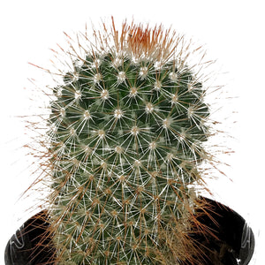Cactus, 9cm, Mammillaria spinosissima rubrispina