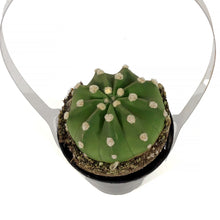 Load image into Gallery viewer, Cactus, 9cm, Echinopsis Subdenudatum dominos
