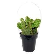 Cactus, 9cm, Opuntia 'Honey Mike