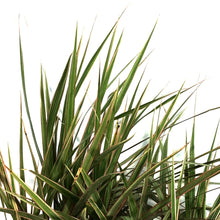 Load image into Gallery viewer, Dracaena, 10in, Marginata Cane Multi
