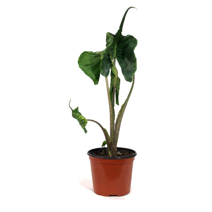 Alocasia, 6in, Stingray