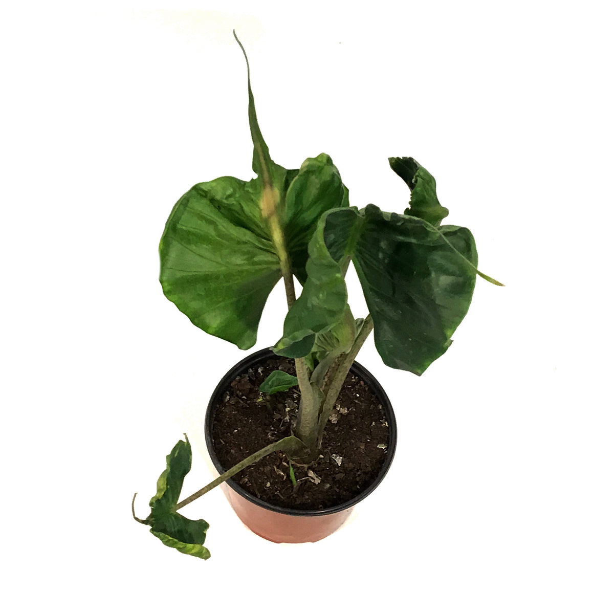 Alocasia, 6in, Stingray