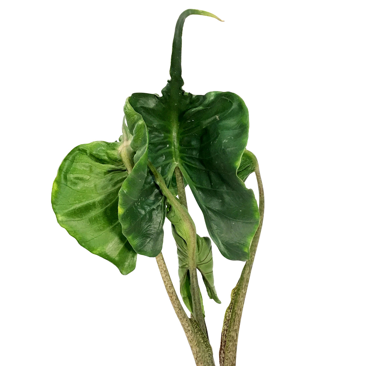 Alocasia, 6in, Stingray