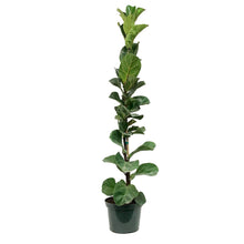 Load image into Gallery viewer, Ficus, 8in, Lyrata Little Sunshine
