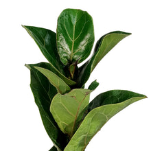 Load image into Gallery viewer, Ficus, 8in, Lyrata Little Sunshine
