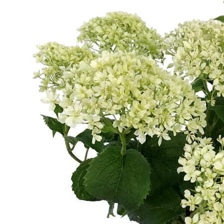 Hydrangea, 2 gal, Invincibelle Limetta®