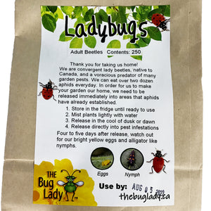 Ladybugs, Hippodamia convergens, 250ct. Bag