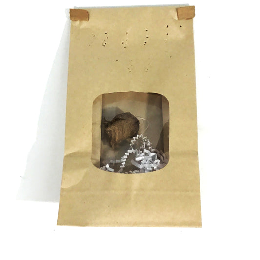 Praying Mantis Eggs, Tenodera Aridifolia, 2ct. Bag