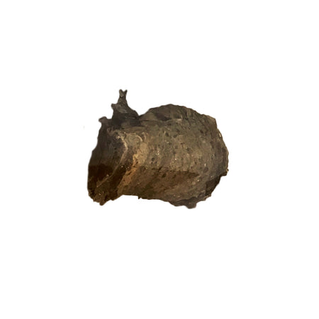 Praying Mantis Eggs, Tenodera Aridifolia, 2ct. Bag