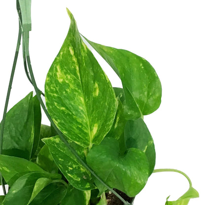 Pothos, 6in HB, Golden