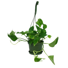 Load image into Gallery viewer, Pothos, 6in HB, Golden
