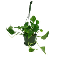 Pothos, 6in HB, Golden