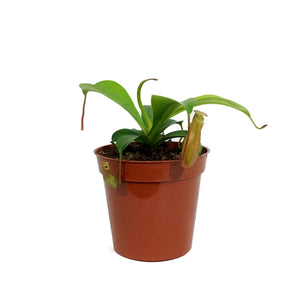 Nepenthes, 3.25in, Alata