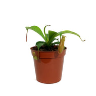 Nepenthes, 3.25in, Alata
