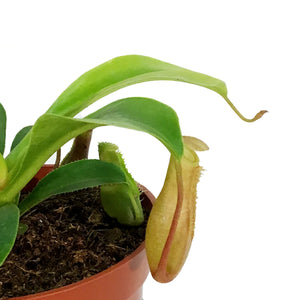 Nepenthes, 3.25in, Alata