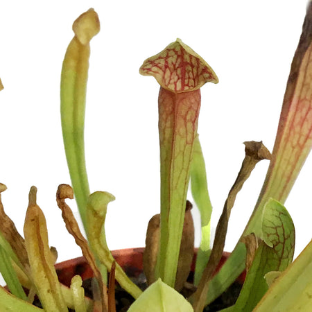 Sarracenia, 3.25in, Maroon