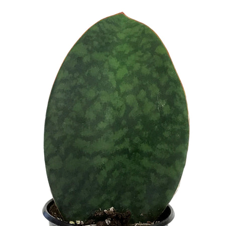 Sansevieria, 4in, Whale Fin