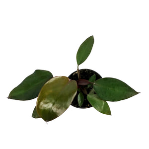 Philodendron, 4in, Dark Lord