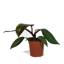 Load image into Gallery viewer, Philodendron, 4in, Dark Lord
