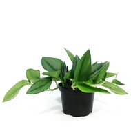 Scindapsus, 6in, Treubii Moonlight
